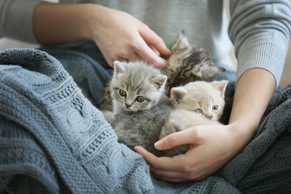 Donna che tiene piccoli gattini — Foto Stock