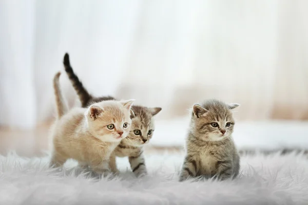 작은 귀여운 새끼 고양이 — 스톡 사진
