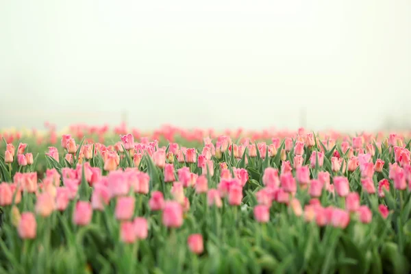 Field of beautiful tulips — Stock Photo, Image