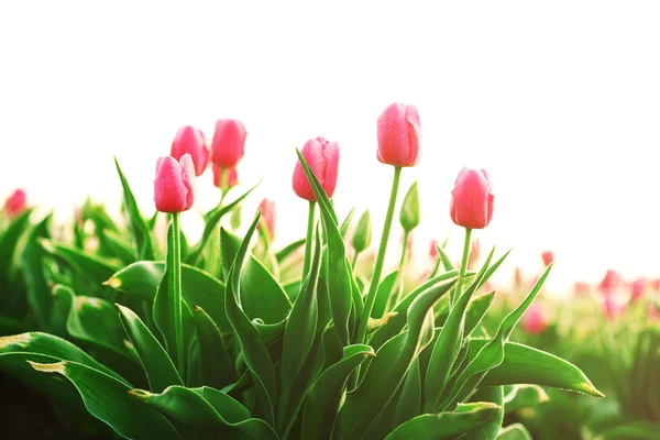 Gebied van mooie tulpen — Stockfoto