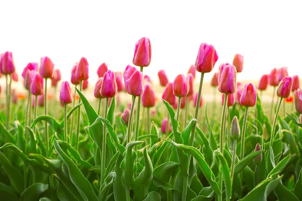 Gebied van mooie tulpen — Stockfoto