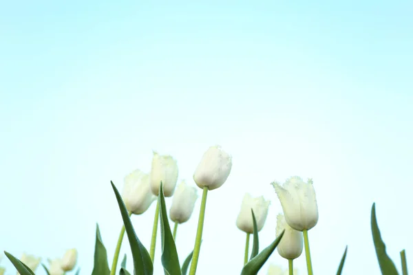 Field of beautiful tulips — Stock Photo, Image