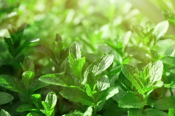 Fresh mint background — Stock Photo, Image