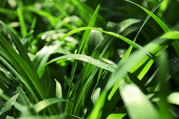 緑の草の背景 — ストック写真