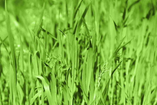 Green grass background — Stock Photo, Image