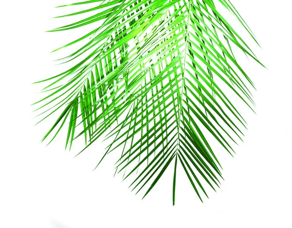 Зеленые листья пальмы — стоковое фото