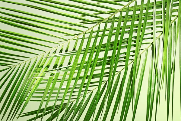Green leaf of palm tree — Stock Photo, Image