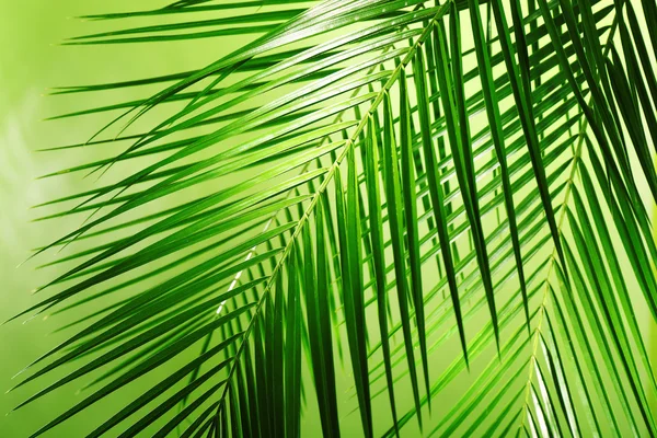 Green leaves of palm tree — Stock Photo, Image