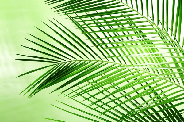 Зелене листя пальми — стокове фото