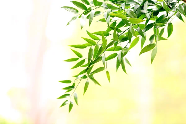 Ramo d'albero con foglie verdi — Foto Stock