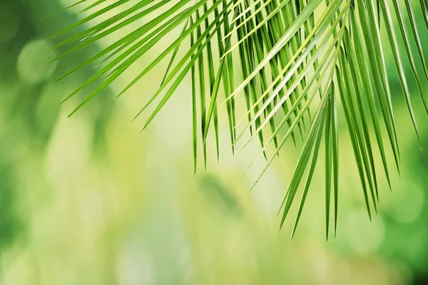 yeşil yapraklar arkaplan