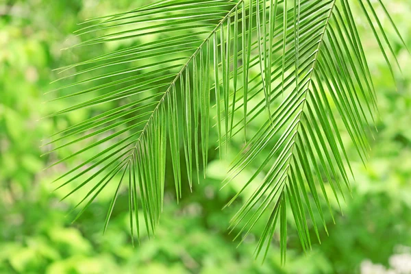 Hojas verdes fondo — Foto de Stock