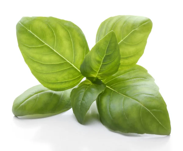 Fresh basil leaves — Stock Photo, Image