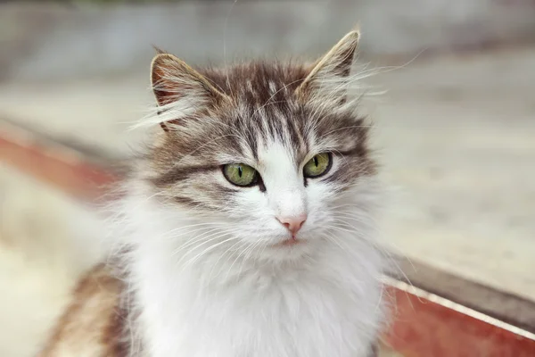 Underbred söt katt — Stockfoto