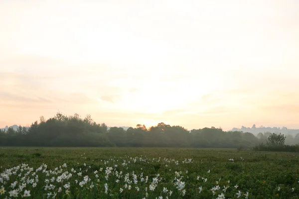 Krásný Narcis květiny — Stock fotografie