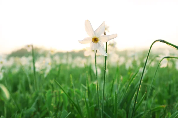 Нарцис красиві квіти — стокове фото
