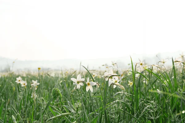 Krásný Narcis květiny — Stock fotografie