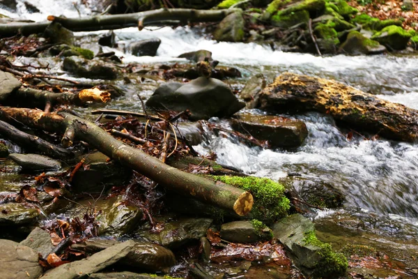 Мала річка в лісі — стокове фото