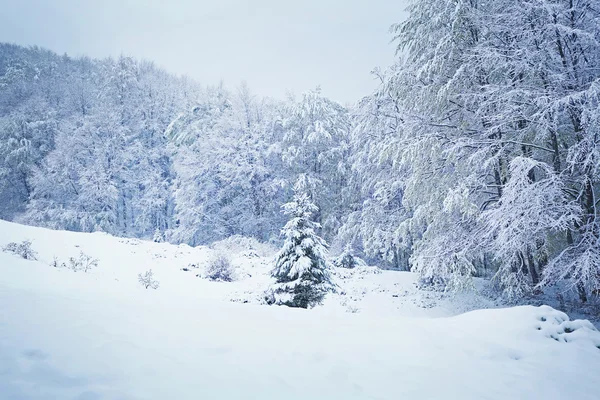 Krásná zimní krajina — Stock fotografie