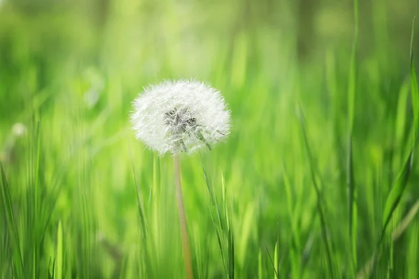 Dandelion on grass background — Stock Photo, Image