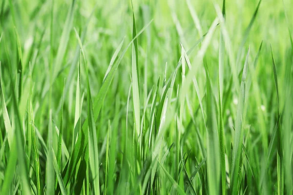 Fresh green grass — Stock Photo, Image