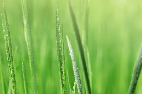 新緑の草 — ストック写真