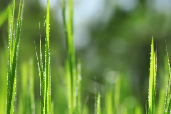 Vers groen gras — Stockfoto