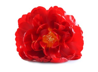 Beyaz üzerine Çift Kişilik Lale