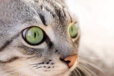 Gri kedi, yakın çekim