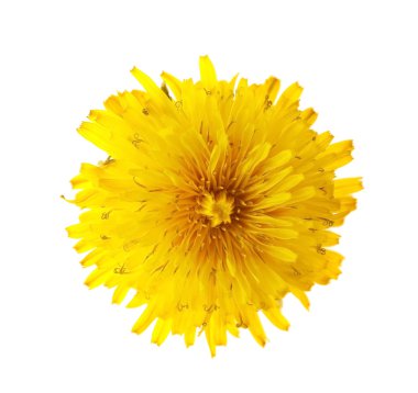 renkli Karahindiba çiçeği