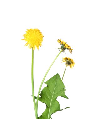 karahindiba renkli çiçekler