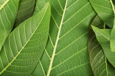 yeşil yapraklar arkaplan