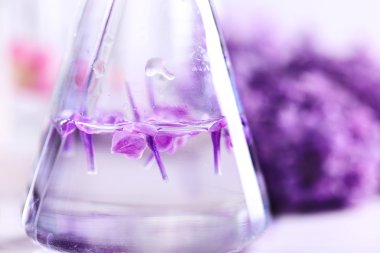 Parfüm yapma süreci