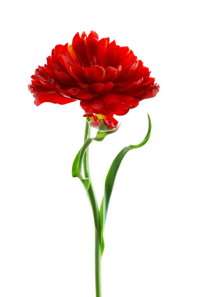 Doppio tulipano isolato — Foto Stock