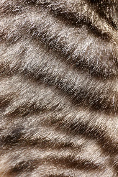 Pele de gato cinzenta — Fotografia de Stock
