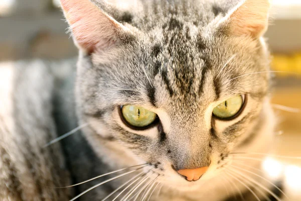 Grey cat, close up — Stock Photo, Image
