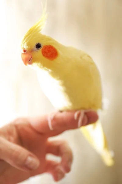 指に黄色いオカメインコ — ストック写真