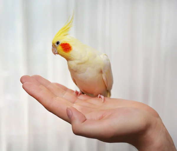 Yellow cockatiel on hand — Stock Photo, Image