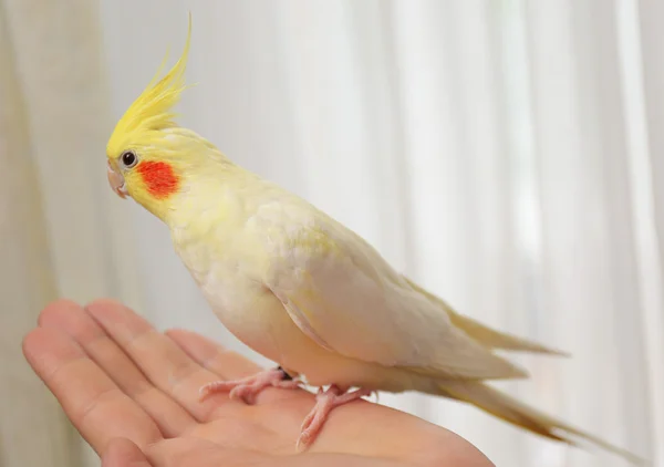 Cockatiel giallo a portata di mano — Foto Stock