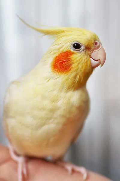 手上黄色鹦鹉 — 图库照片