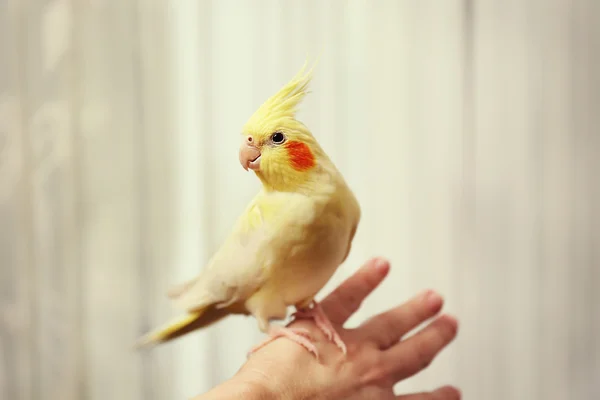 黄色オカメインコの手に — ストック写真