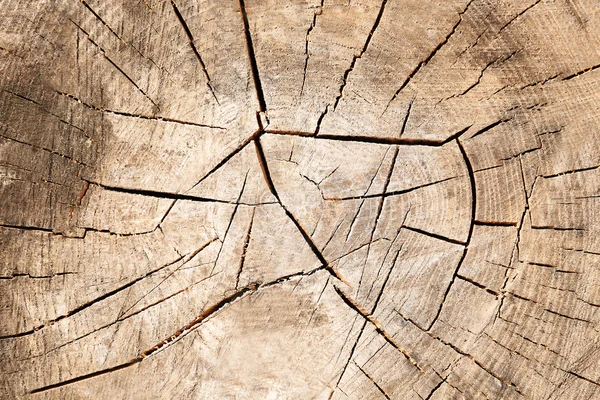 Tree trunk cross section — Stock Photo, Image