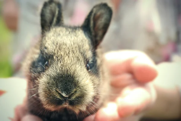 Baby kanin i händer — Stockfoto