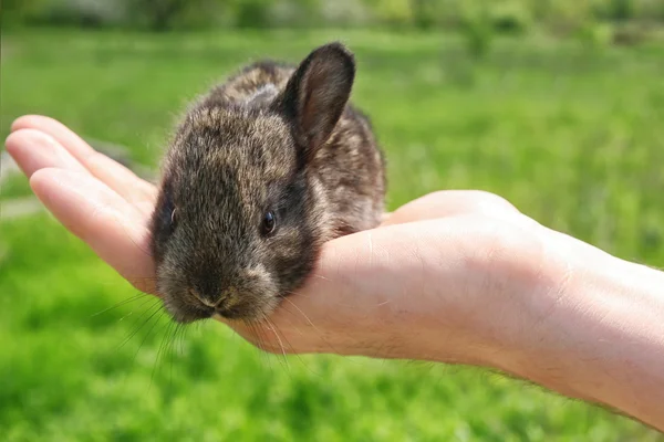 Baby coniglio in mano — Foto Stock