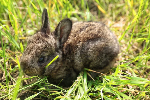 Baby kanin äta gräs — Stockfoto