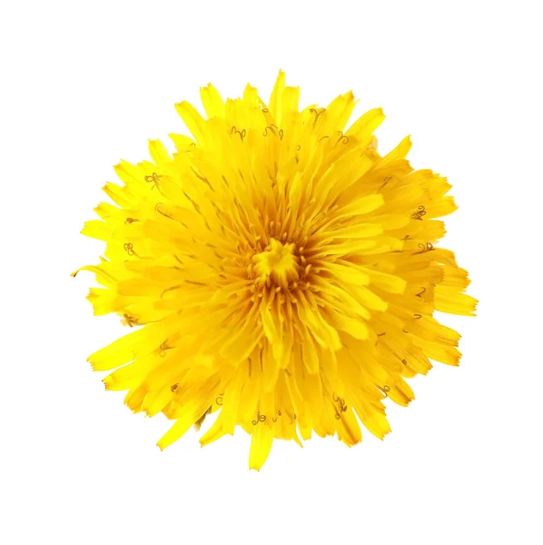 Цветок одуванчика — стоковое фото