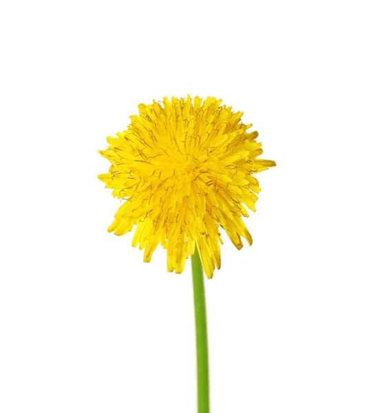 Colorida flor de diente de león — Foto de Stock