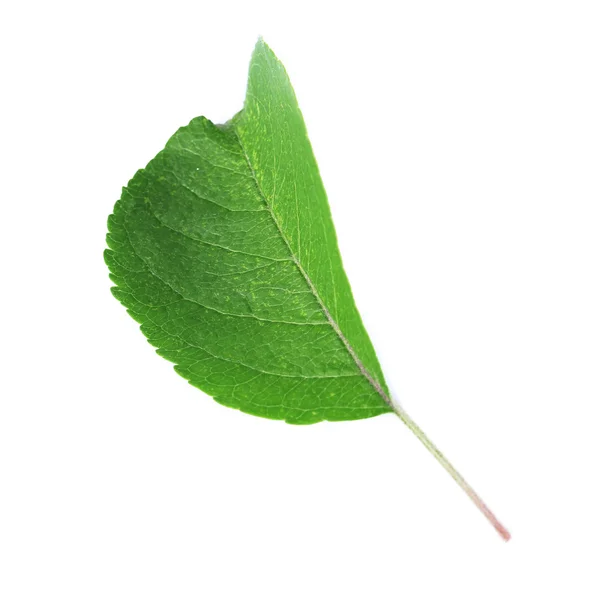 Hoja verde fresca — Foto de Stock