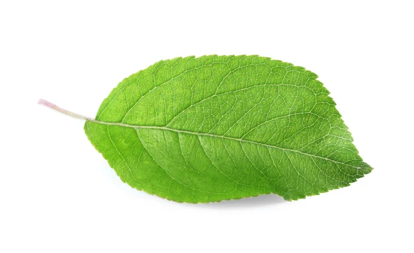 Hoja verde fresca — Foto de Stock