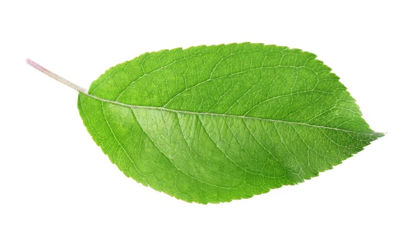 Hoja verde fresca — Foto de Stock